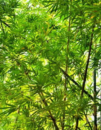 4c4c3a78c8e61a4e8803974f313b4d92